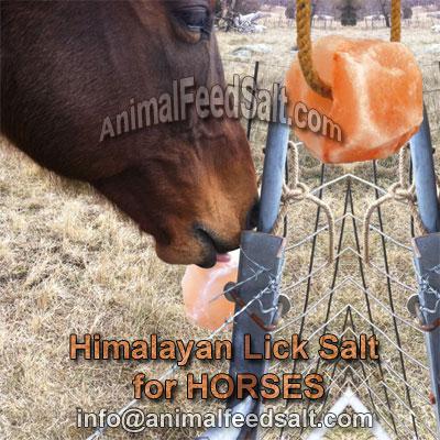 horse salt lick